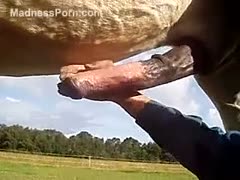 A slender grandfather likes to masturbate horse knobs.